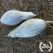 squash-seeds-winter-blue-banana-organic