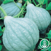 Squash Seeds Winter Blue Magic F1