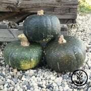 squash-seeds-winter-butter-belle-f1