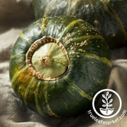 squash-seeds-winter-buttercup-bush-emerald-strain