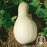 squash-seeds-winter-cushaw-white
