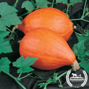 squash-seeds-winter-golden-delicious-organic