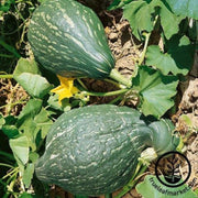squash-seeds-winter-green-magic-f1