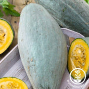 squash-seeds-winter-guatemalan-blue