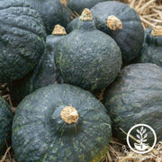 squash-seeds-winter-hubbard-anna-swartz