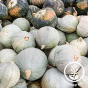 squash-seeds-winter-hubbard-baby-blue