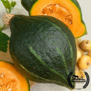 squash-seeds-winter-hubbard-baby-green-organic