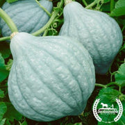 squash-seeds-winter-hubbard-blue-organic