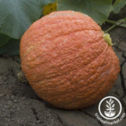 squash-seeds-winter-hubbard-essex-red