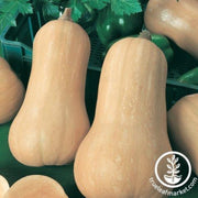squash-seeds-winter-indian-brave-f1