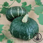 squash-seeds-winter-jade-f1