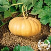 squash-seeds-winter-long-island-cheese-organic