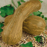 squash-seeds-winter-lungo-de-napoli