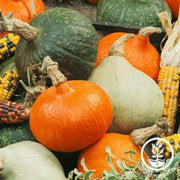squash-seeds-winter-mini-magic-f1-blend