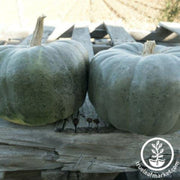 squash-seeds-winter-new-zealand-blue