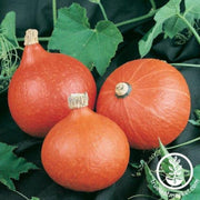 squash-seeds-winter-orange-magic-f1