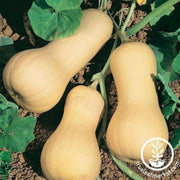 squash-seeds-winter-pilgrim-f1