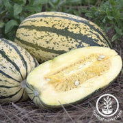 squash-seeds-winter-sugaretti-f1-aas