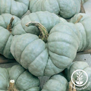 squash-seeds-winter-triamble