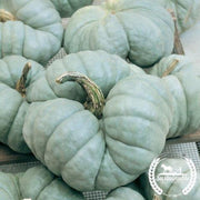 squash-seeds-winter-triamble-organic