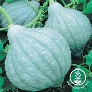 squash-winter-blue-hubbard-seeds