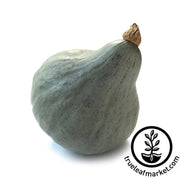 squash-winter-hubbard-baby-green