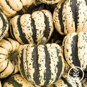 squash-winter-sweet-dumpling-seeds