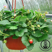 strawberry-berries-galore-hybrid-pink-seeds
