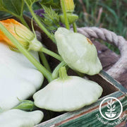 summer-squash-bennings-green-tint-scallop-seeds