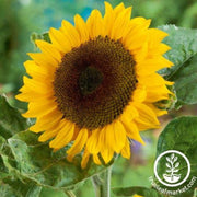 sunflower-seeds-classic-gold-f1-organic