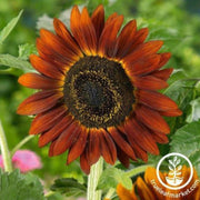 sunflower-seeds-evening-sun