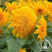 sunflower-seeds-goldie-f1