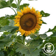 sunflower-seeds-incredible-dwarf