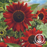 sunflower-seeds-midnight-rouge