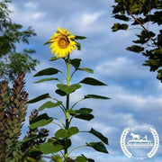 sunflower-seeds-skyscraper-organic