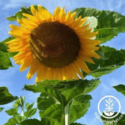 sunflower-seeds-starburst-f1
