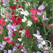 sweet-pea-everlasting-flower-seeds