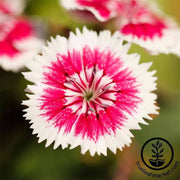 sweet-william-wee-willie-flower-seed