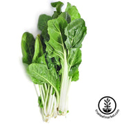 swiss-chard-seeds-barese-dark-green-smooth-leaf-1