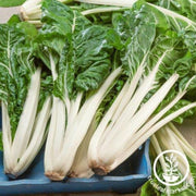 swiss-chard-seeds-large-white-ribbed