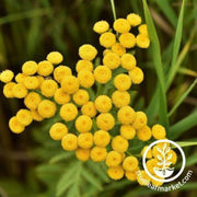 tansy