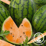 tendersweet-orange-watermelon-seed