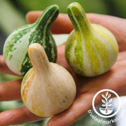 tennessee-spinning-gourd