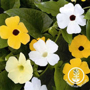 thunbergia-alata-mix-flower-seed