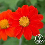 tithonia-goldfinger-flower-seed