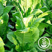 tobacco-seeds-african-red-tobacco-seeds