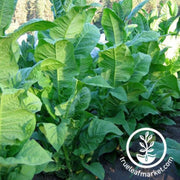 tobacco-seeds-bamboo-shoot-tobacco-seeds