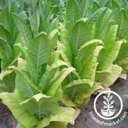 tobacco-seeds-blue-star-100