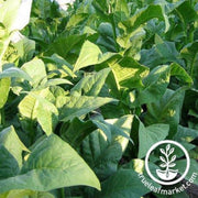 tobacco-seeds-cherry-red-tobacco