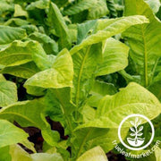 tobacco-seeds-corojo-99